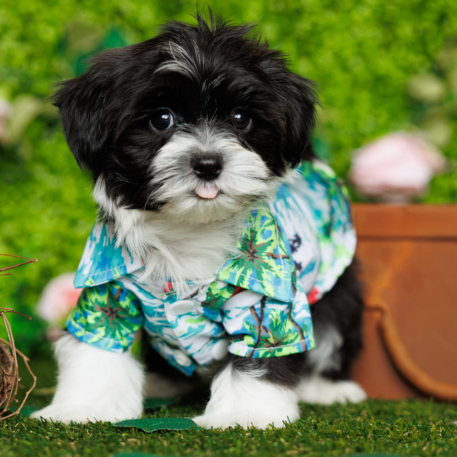 Havanese -Ace