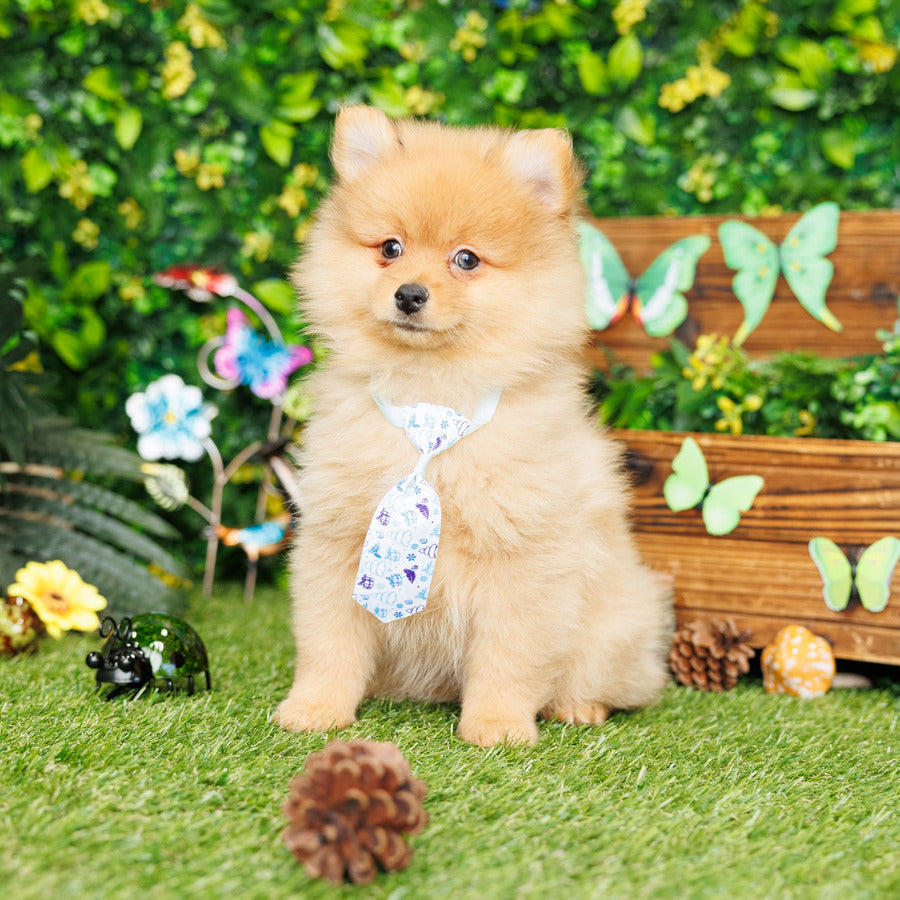 Pomeranian - Andy