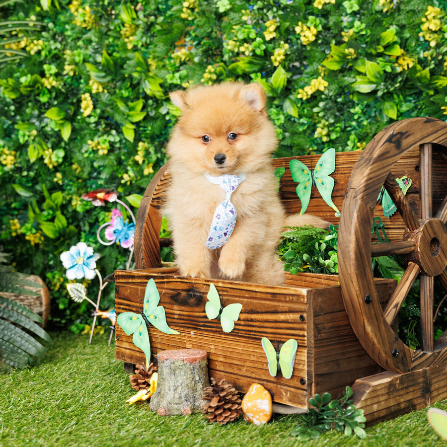 Pomeranian - Andy