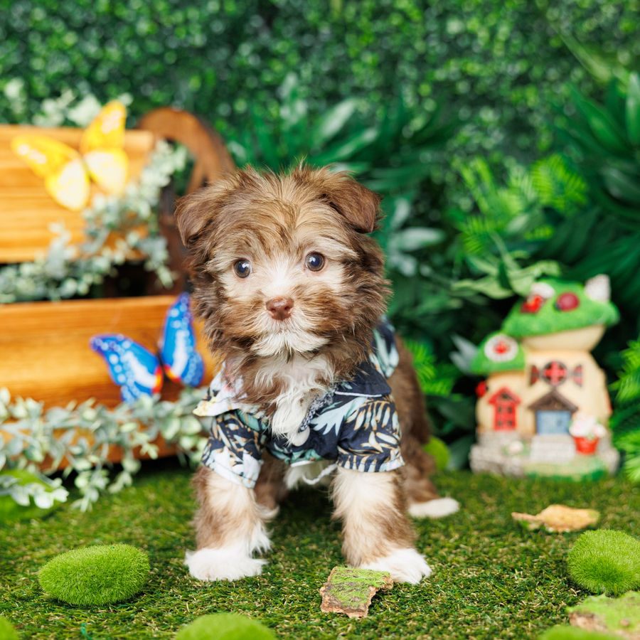 Havanese - Blue