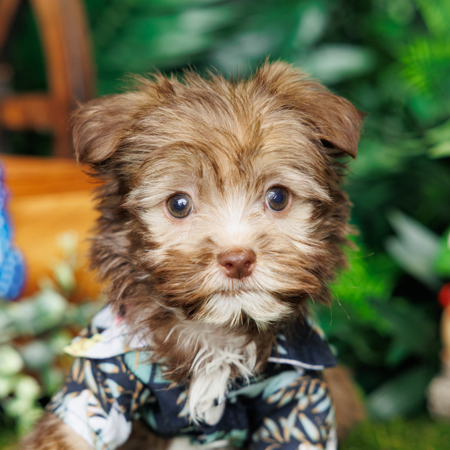 Havanese - Blue