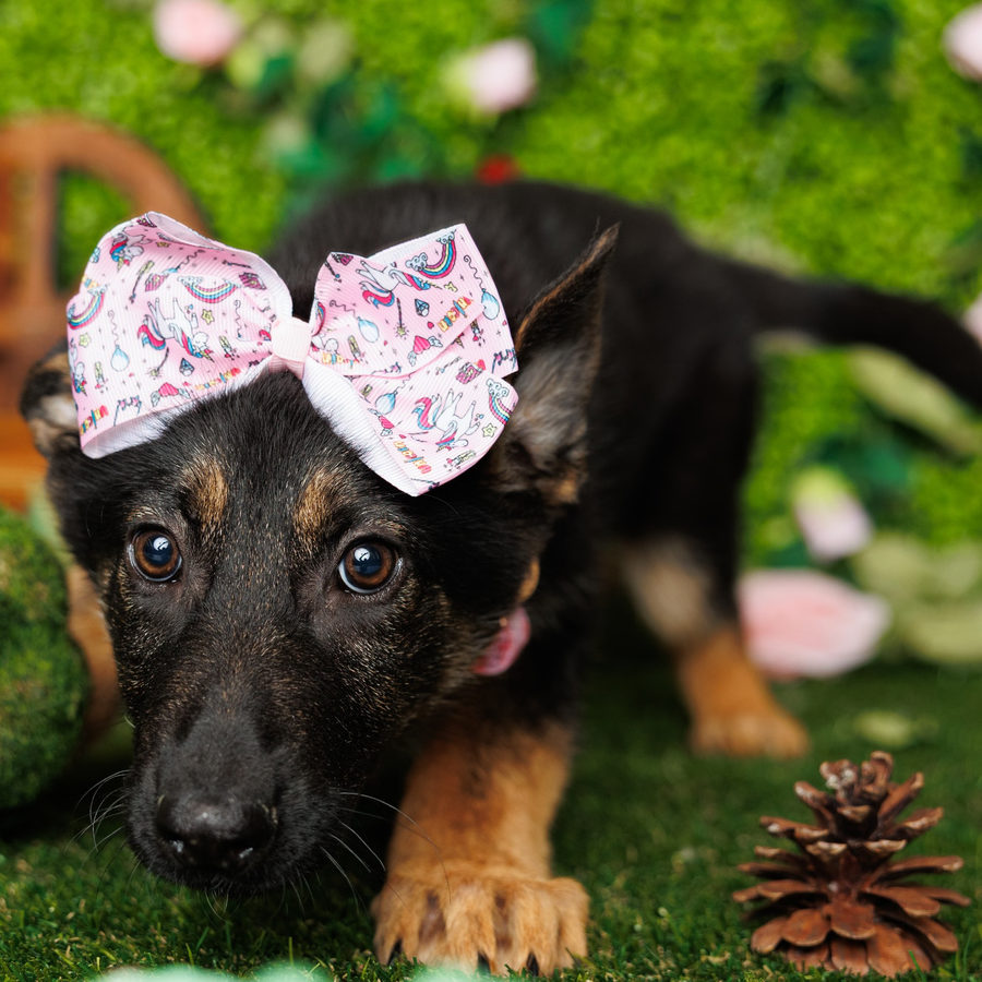 German Shepherd - Canyon