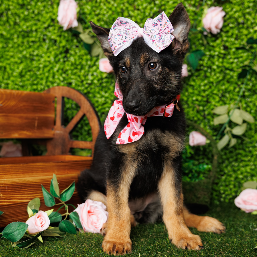 German Shepherd - Canyon