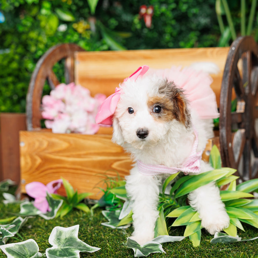 Mini Poodle - Charlotte