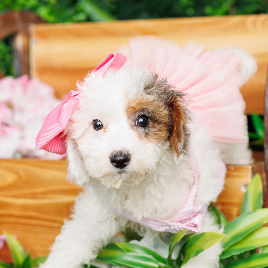Mini Poodle - Charlotte
