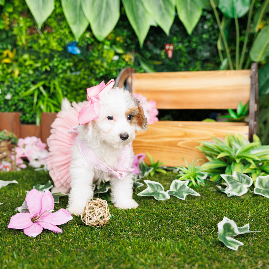 Mini Poodle - Charlotte