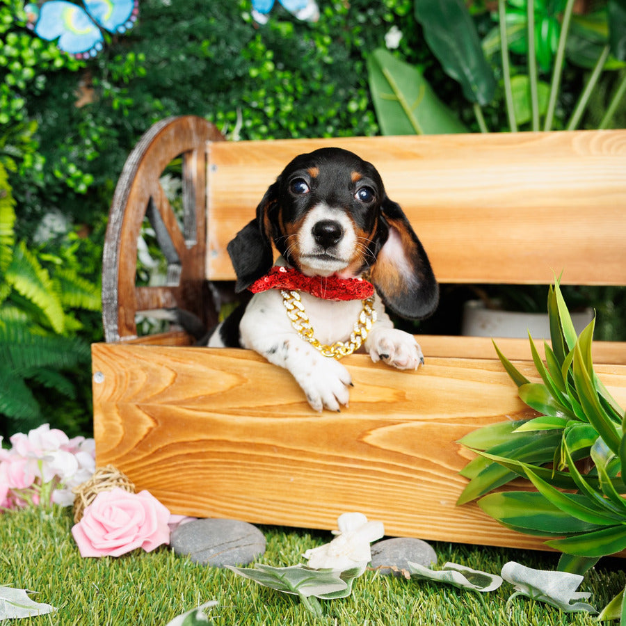 Mini Dachshund - Clement