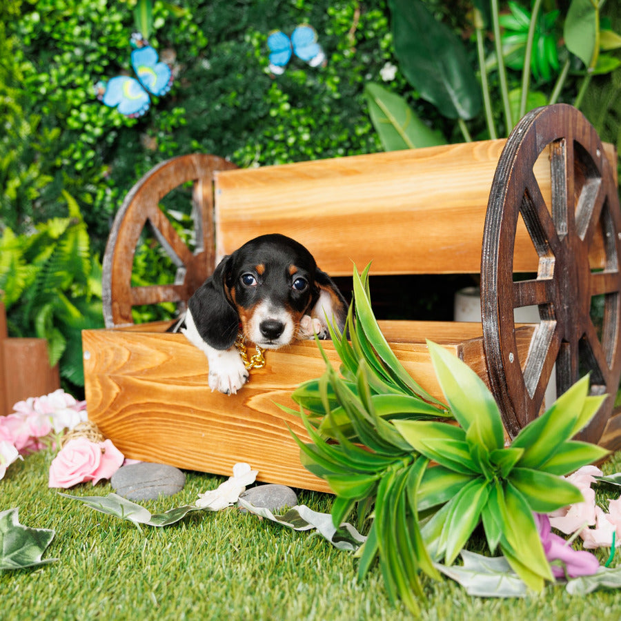 Mini Dachshund - Clement