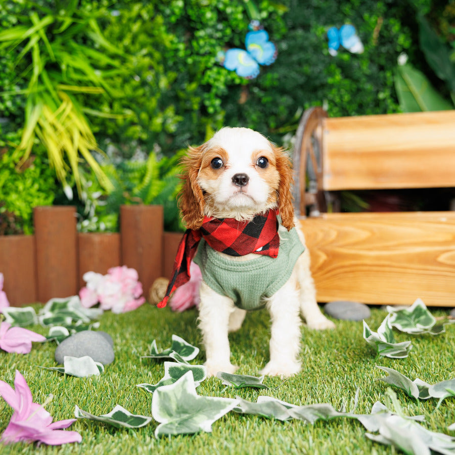 Cavalier King Charles Spaniel - Corky