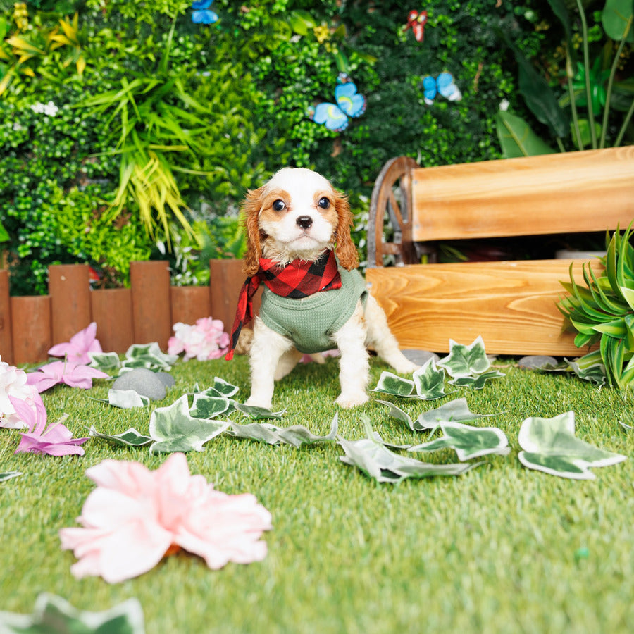 Cavalier King Charles Spaniel - Corky