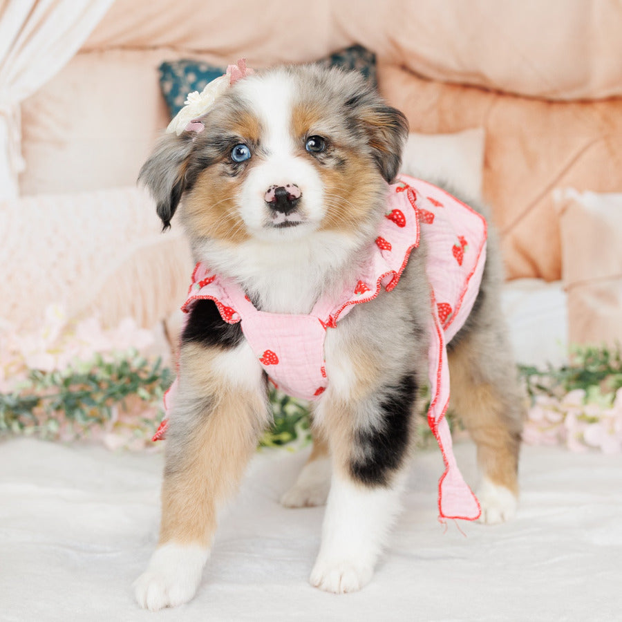 Mini Australian Shepherd - Elana