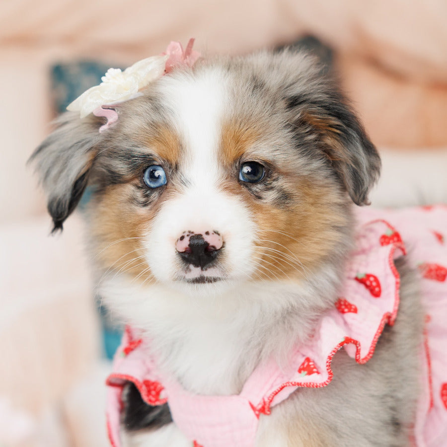 Mini Australian Shepherd - Elana