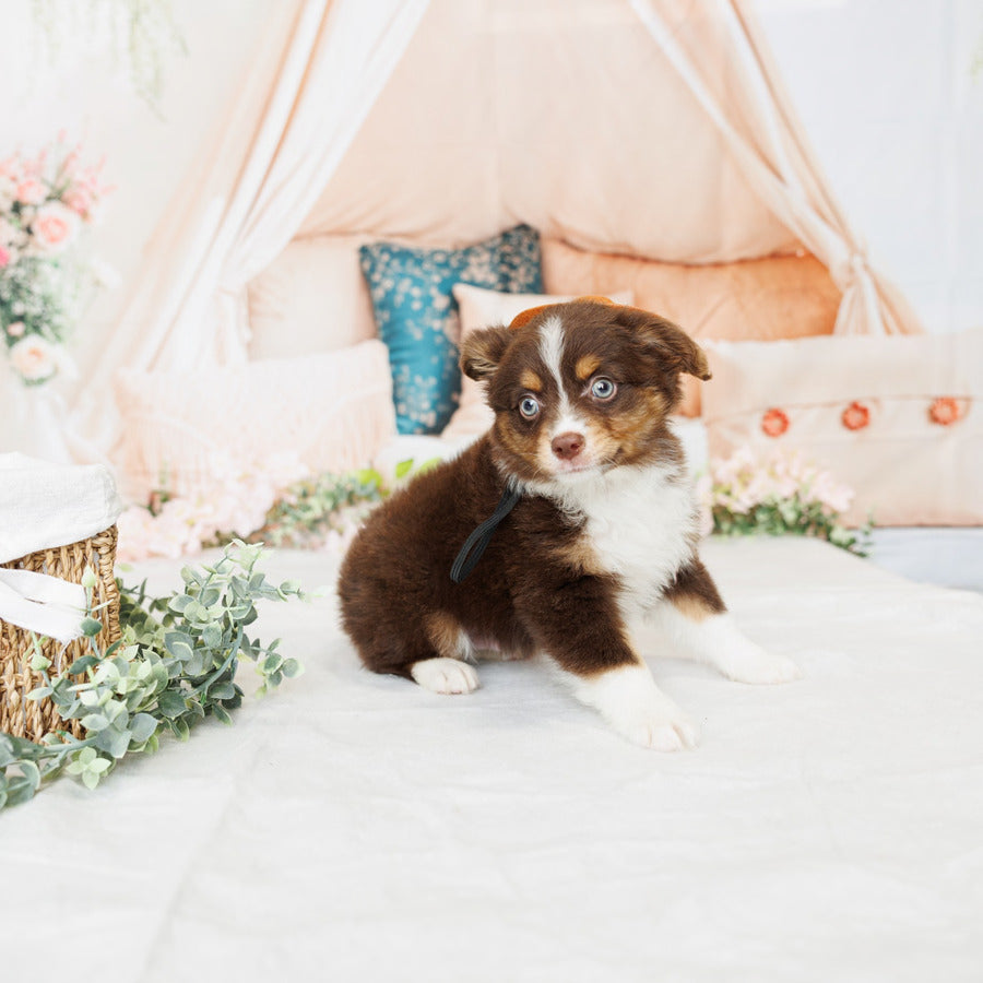 Mini Australian Shepherd - Finn