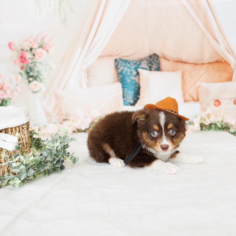 Mini Australian Shepherd - Finn