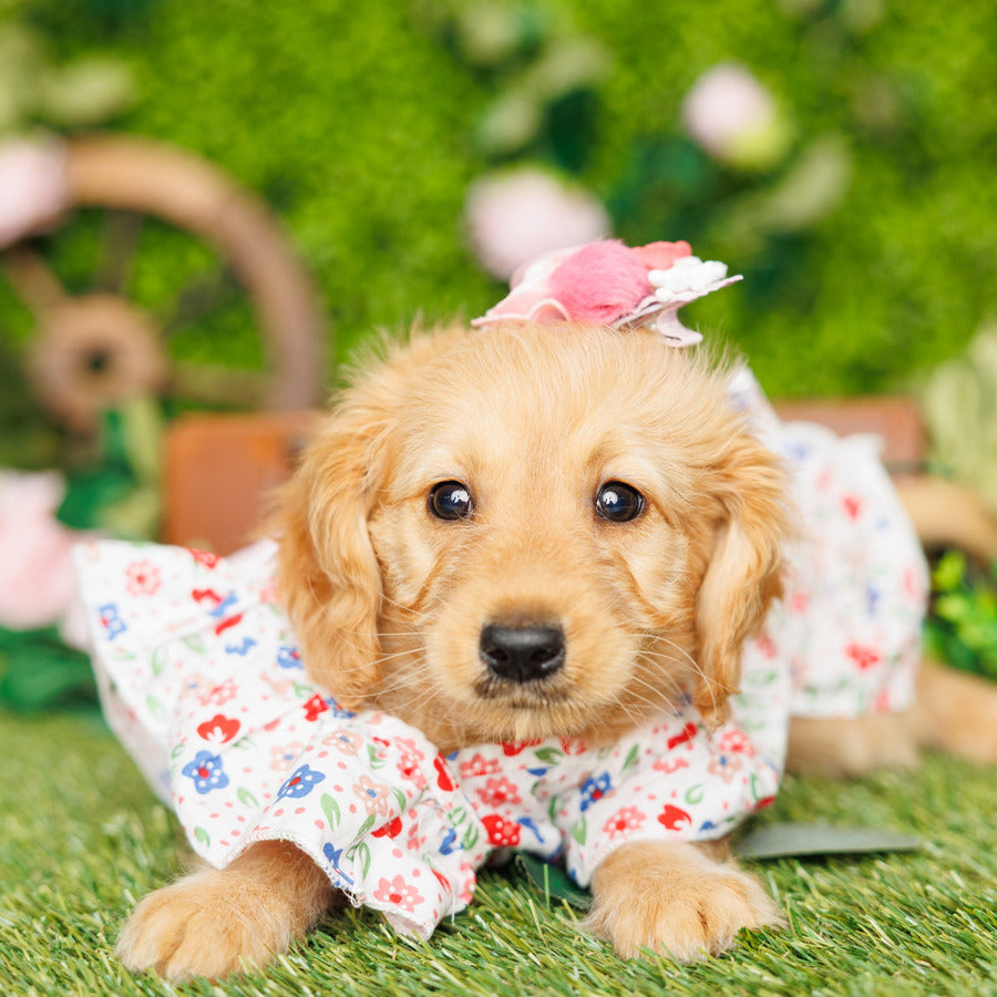 Golden Retriever - Ink