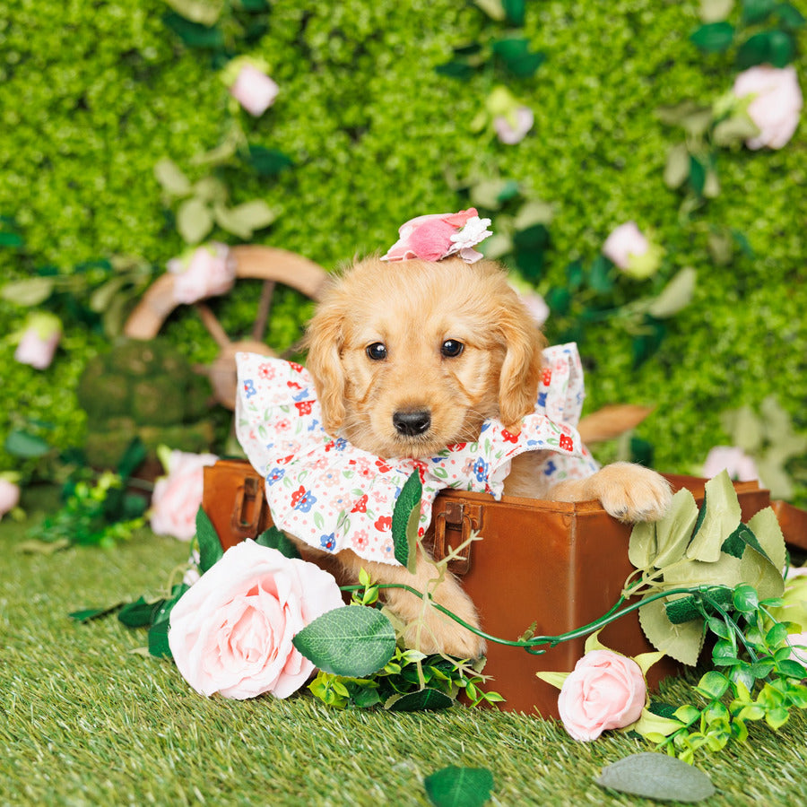 Golden Retriever - Ink