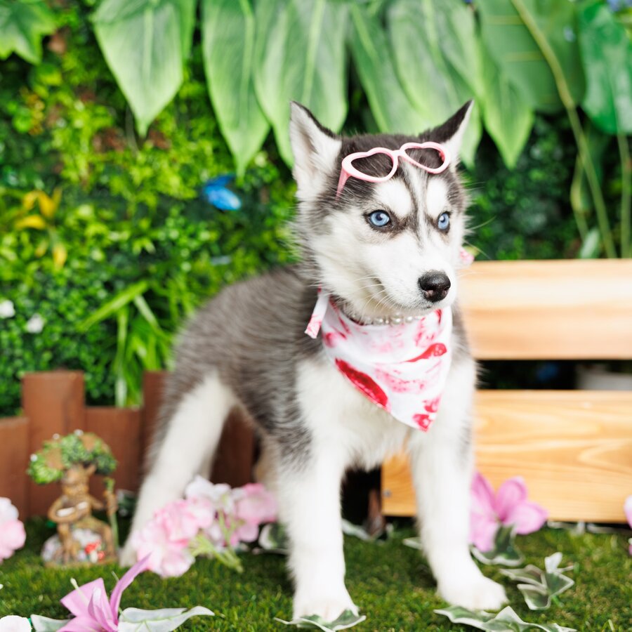 Siberian Husky (F1) - Iris