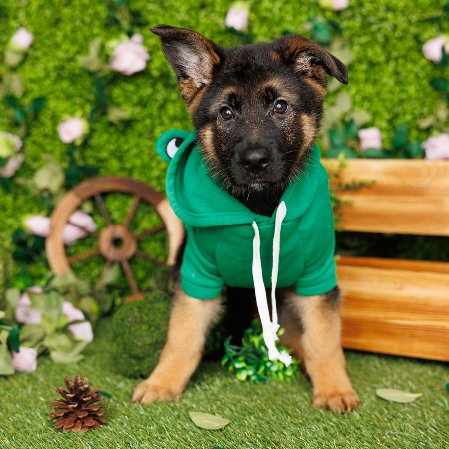 German Shepherd - Johnny