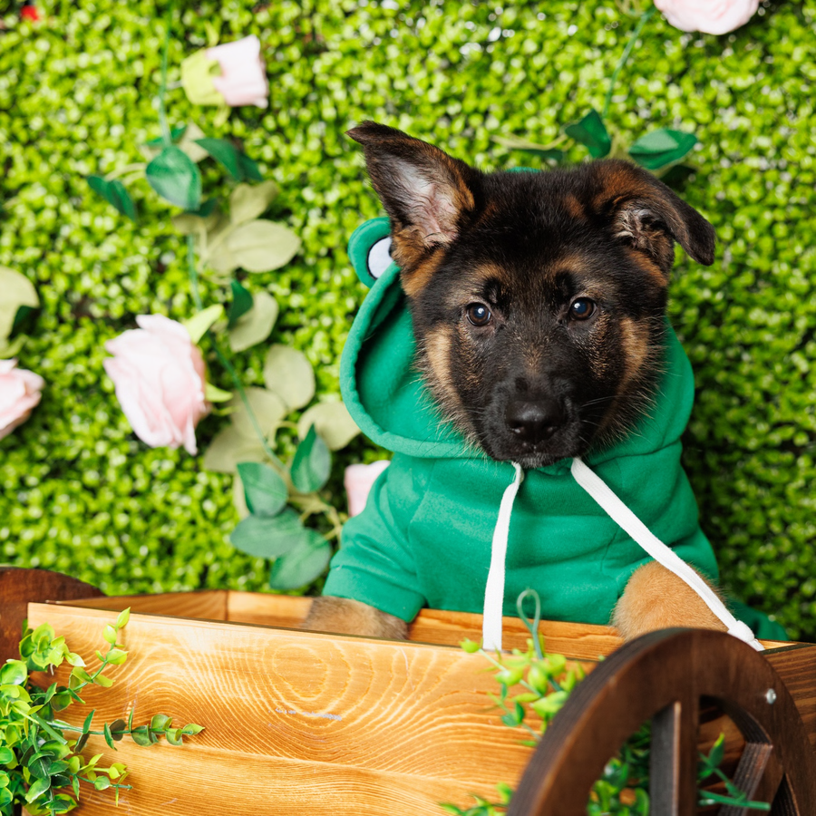 German Shepherd - Johnny