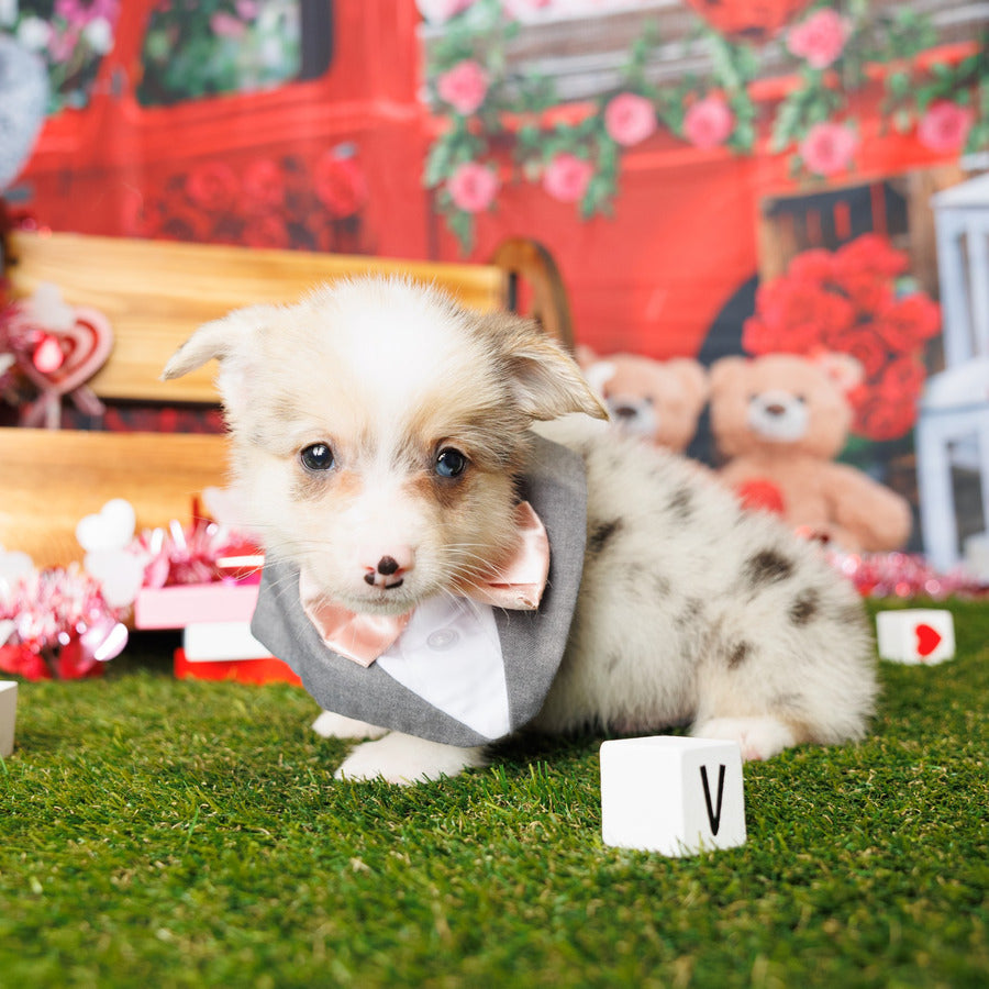Pembroke Welsh Corgi - Kane