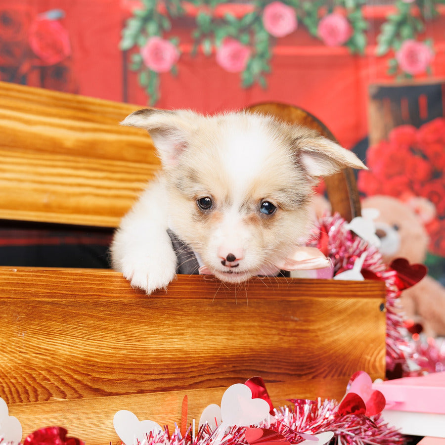 Pembroke Welsh Corgi - Kane