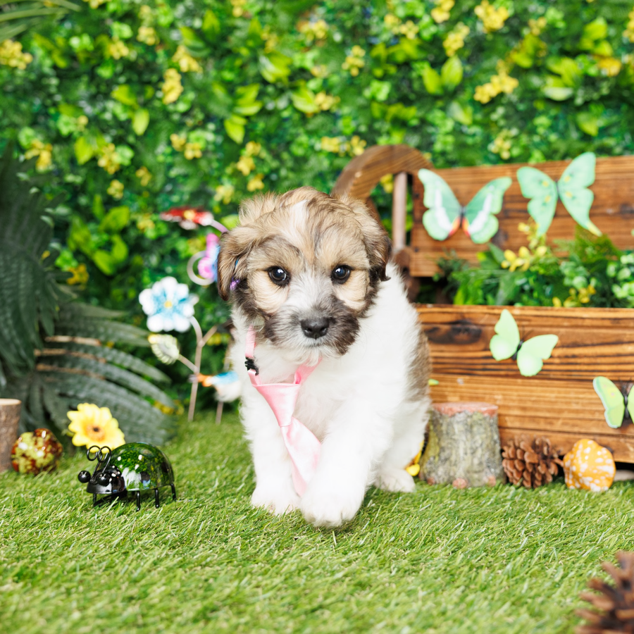 Havanese - Langston