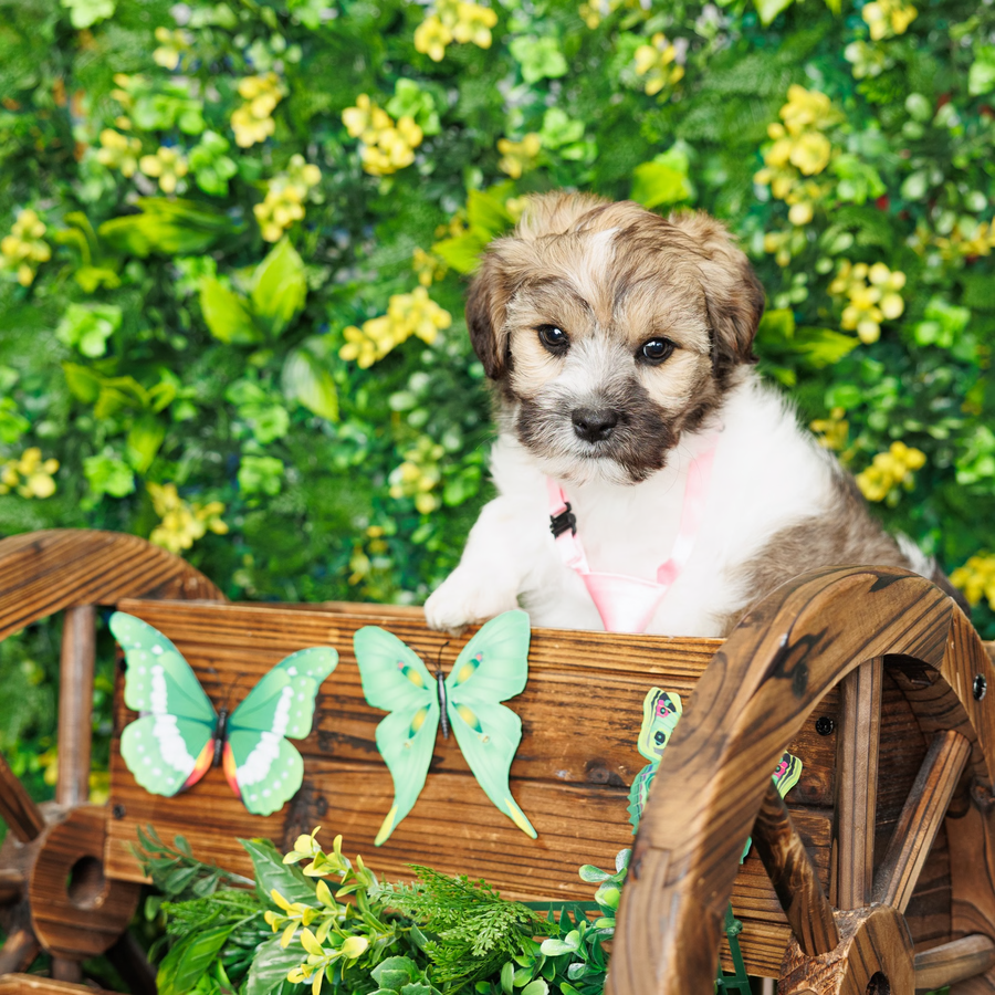 Havanese - Langston