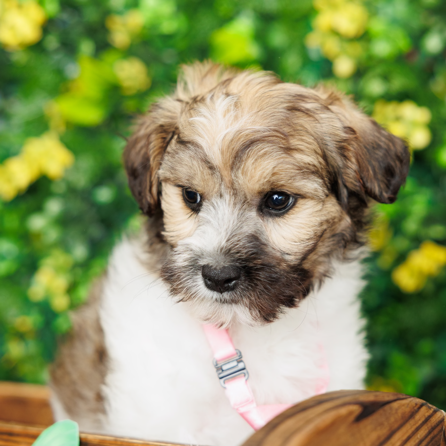 Havanese - Langston