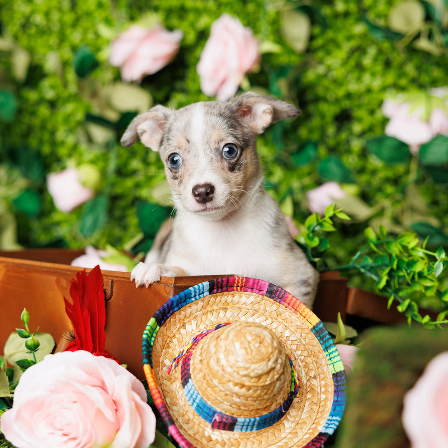 Chihuahua - Loki