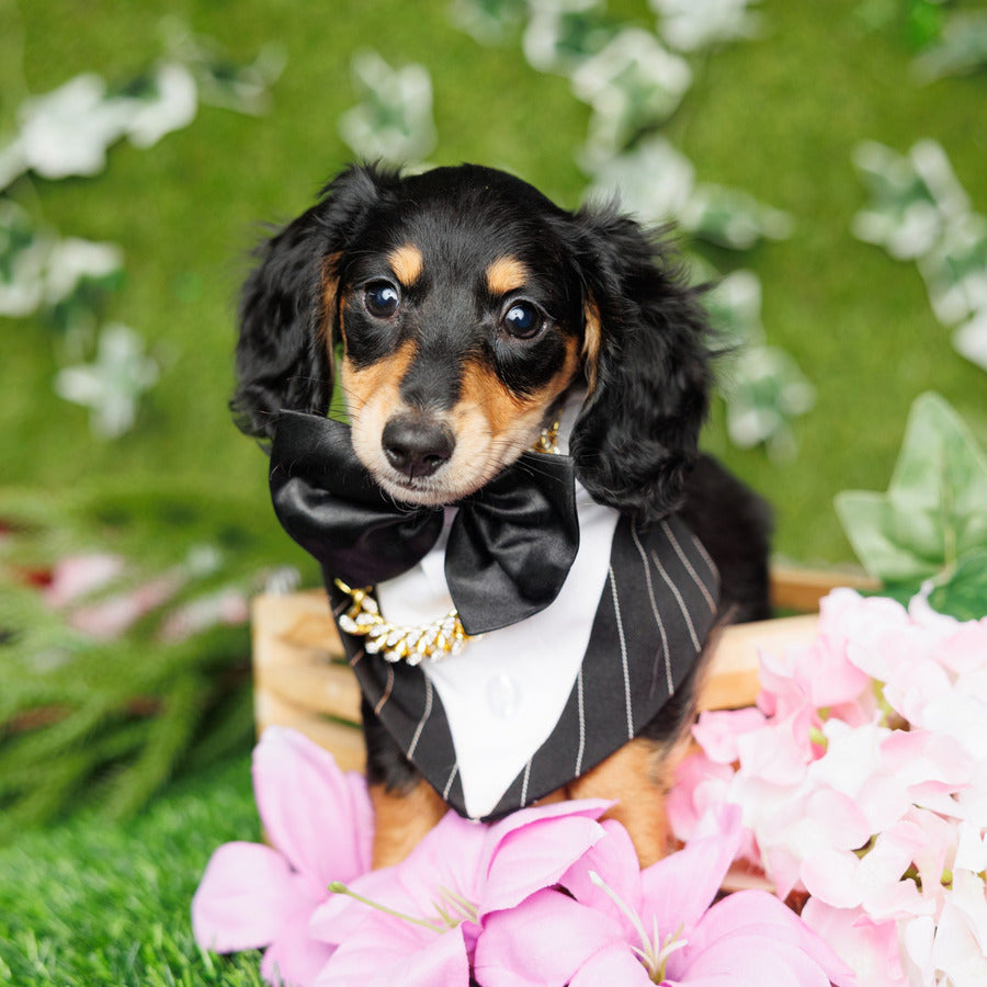 Mini Dachshund - Jackson