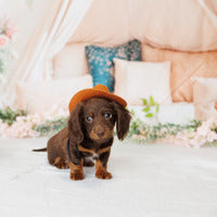 Mini Dachshund - Radar