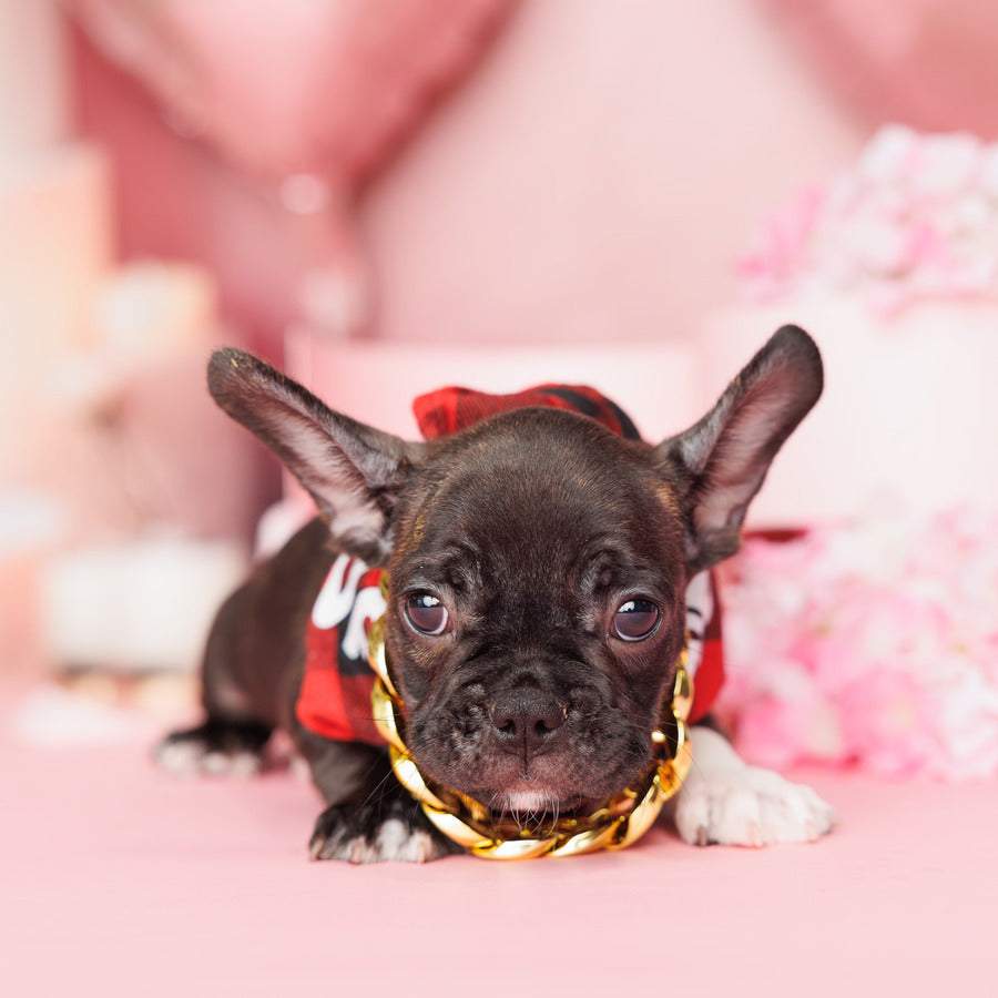 French Bulldog - River