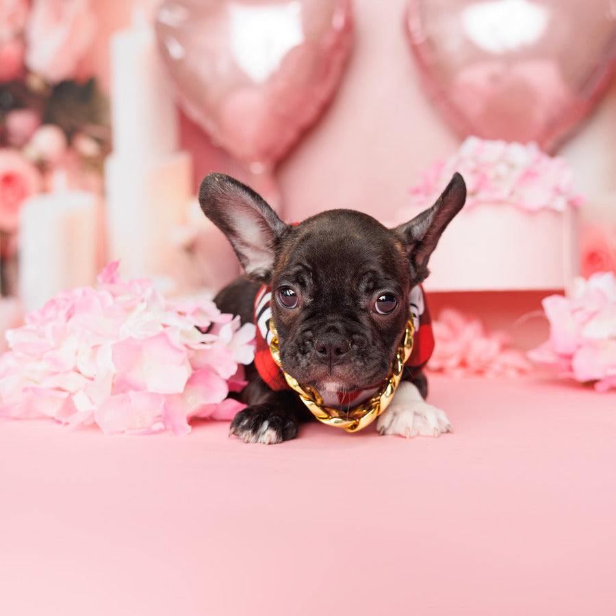 French Bulldog - River