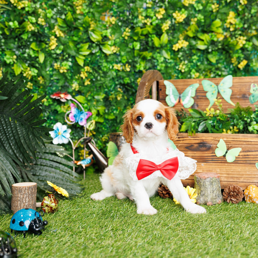 Cavalier King Charles Spaniel - Vernon