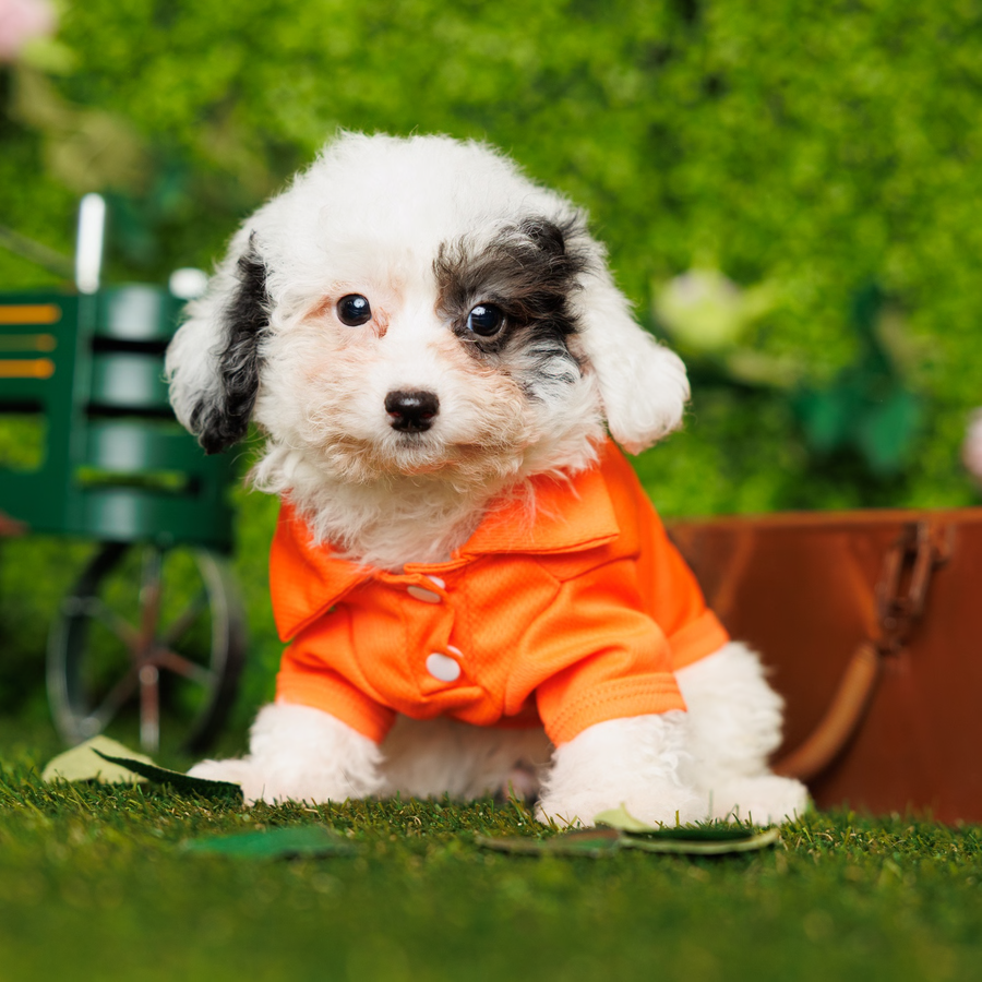 Maltipoo (F1) - Wade