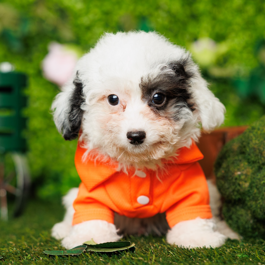 Maltipoo (F1) - Wade