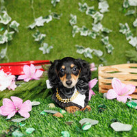Mini Dachshund - Jackson