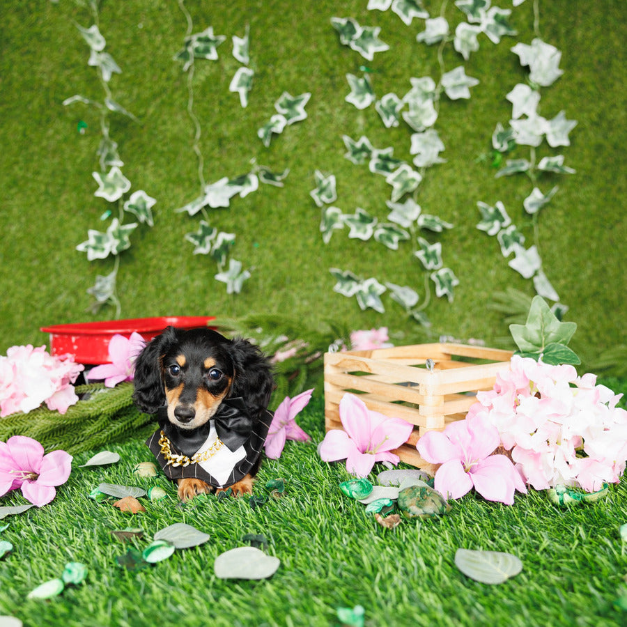 Mini Dachshund - Jackson