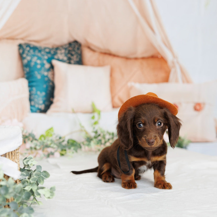 Mini Dachshund - Radar