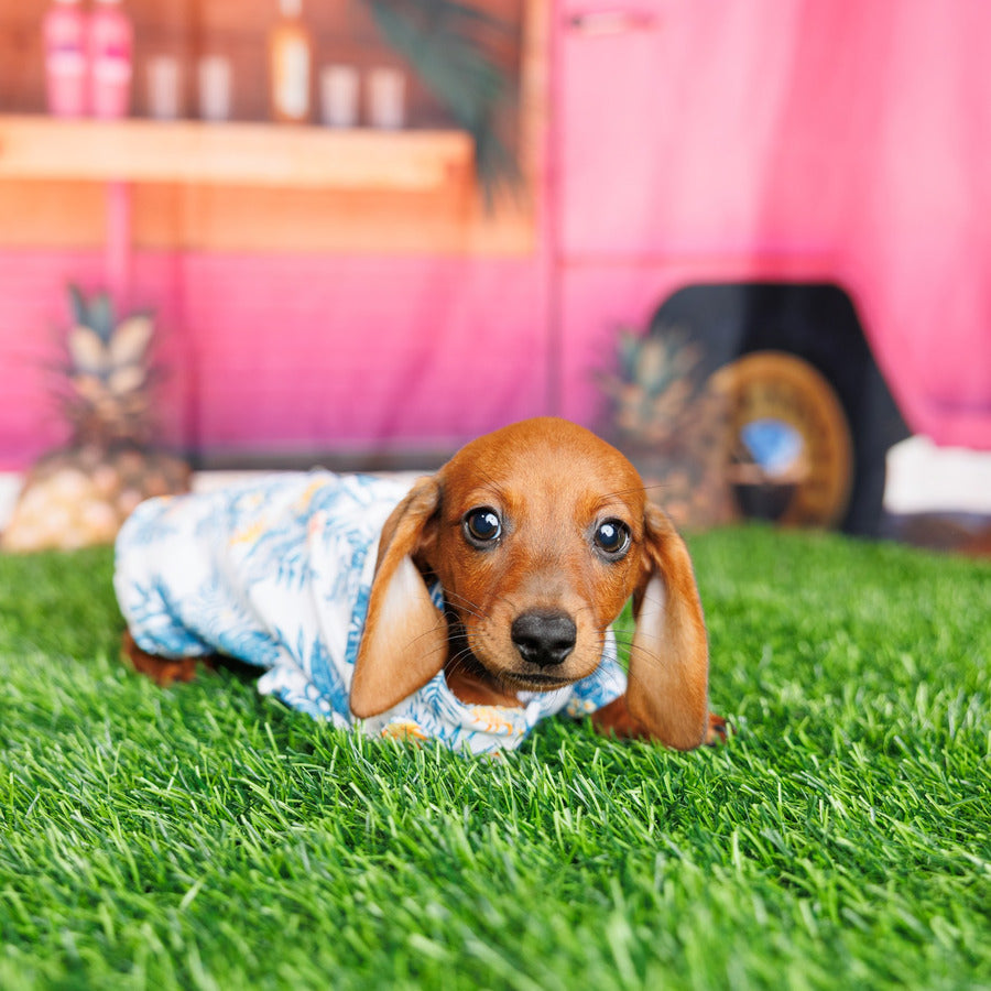 Mini Dachshund - Remy