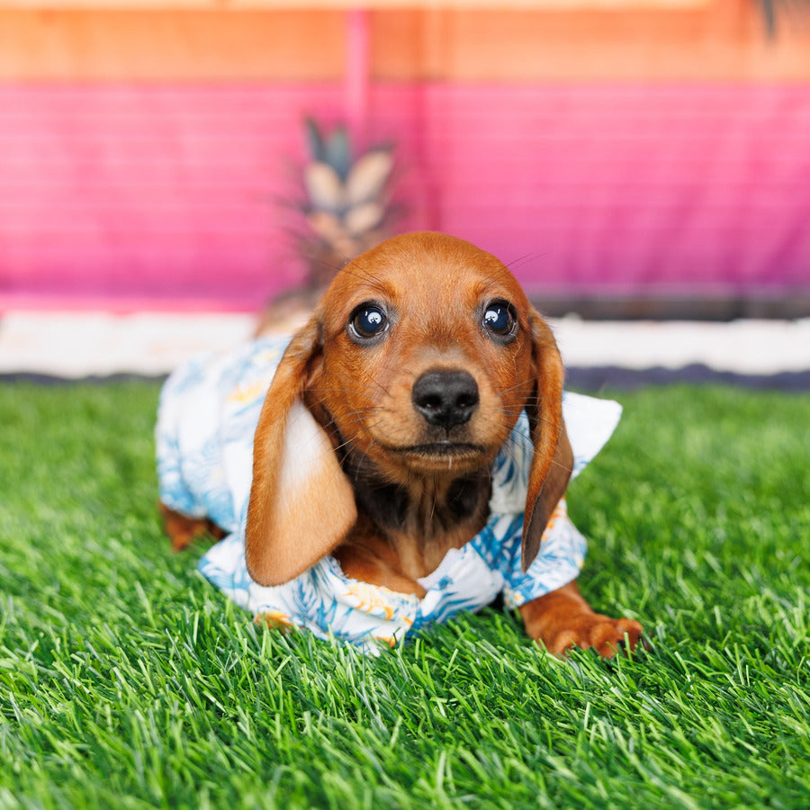 Mini Dachshund - Remy