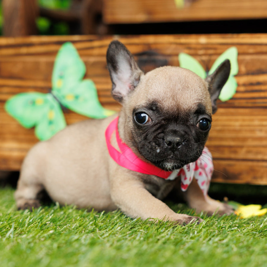 French Bulldog - Winter
