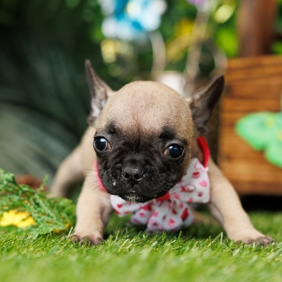 French Bulldog - Winter