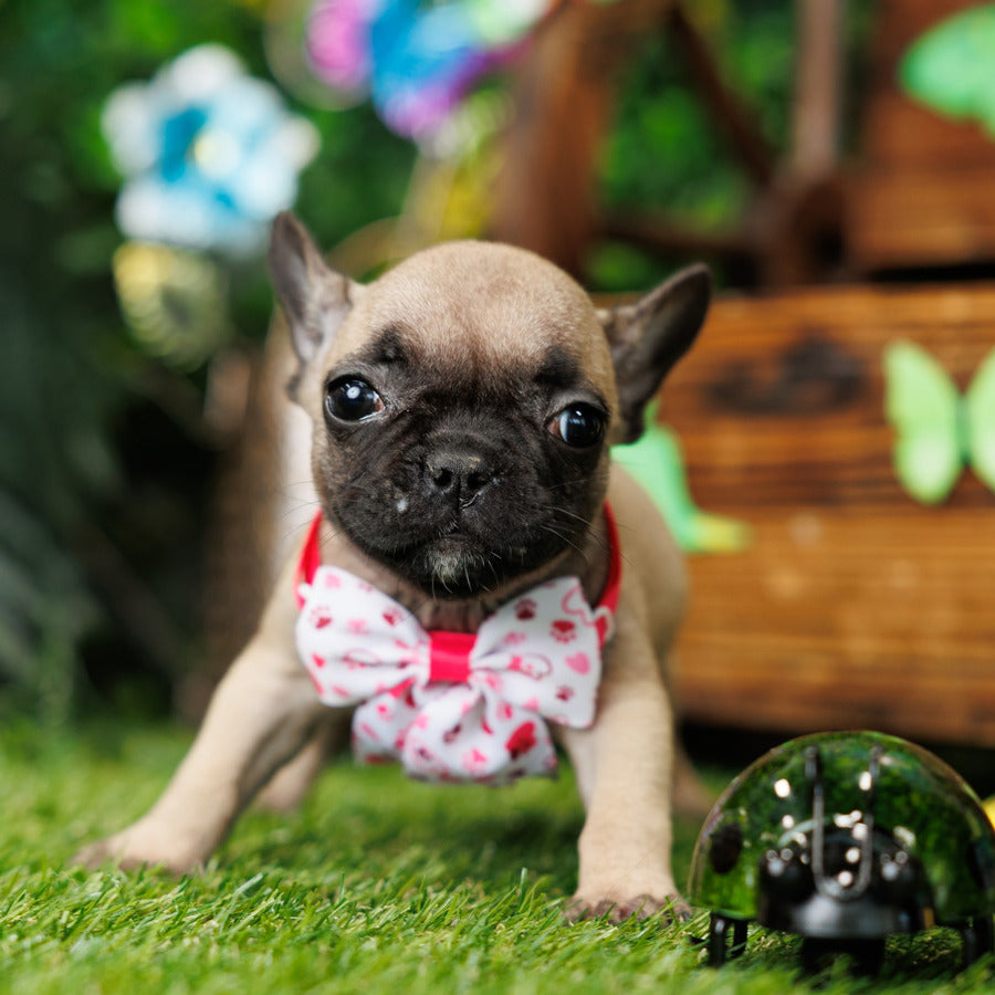 French Bulldog - Winter
