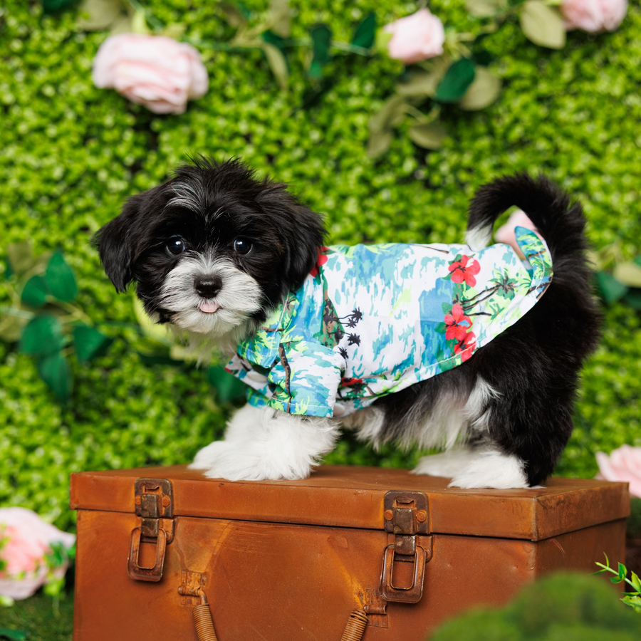 Havanese -Ace