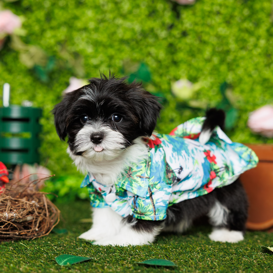 Havanese -Ace