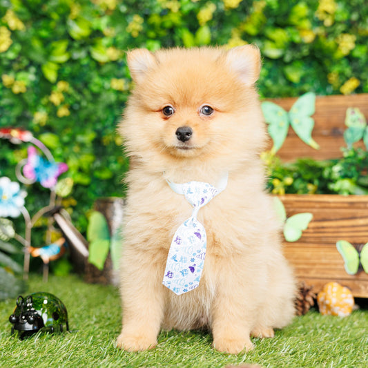 Pomeranian - Andy