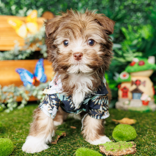 Havanese - Blue
