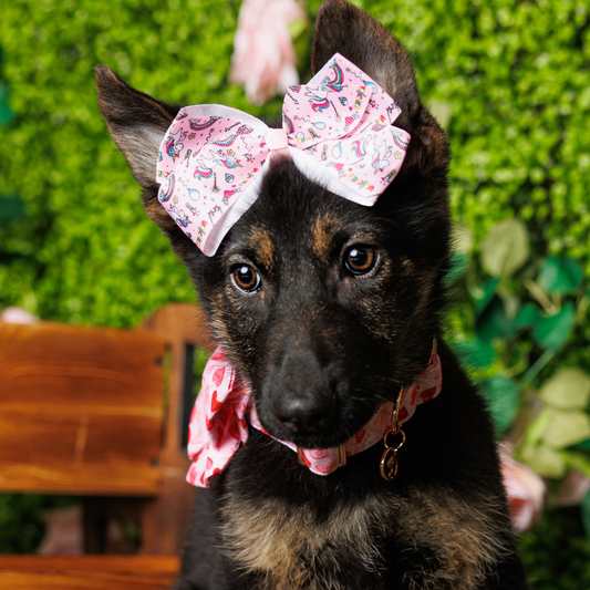 German Shepherd - Canyon
