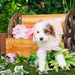 Mini Poodle - Charlotte